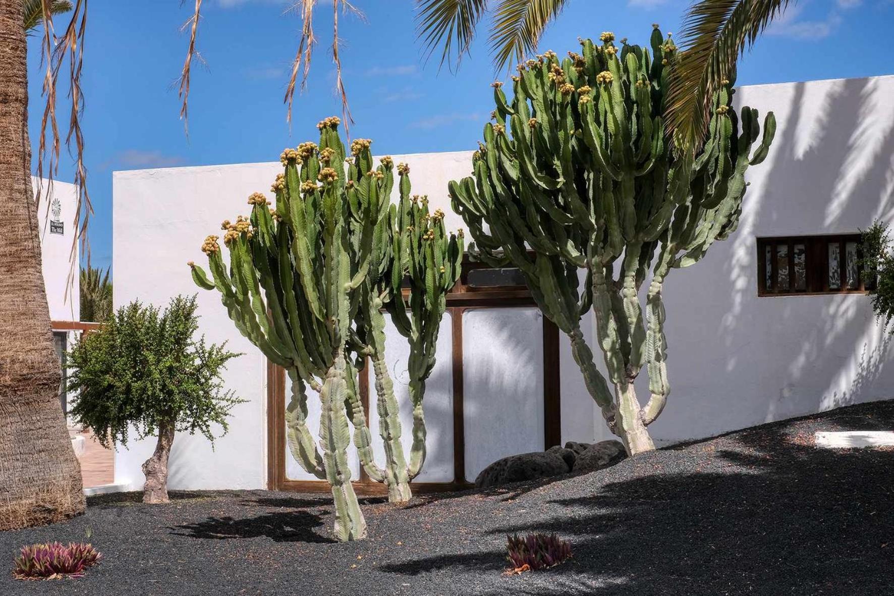Los Molinos Luxury Y Relax Costa Teguise Dış mekan fotoğraf